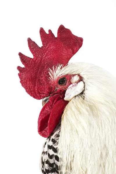 Brakel或Braekel家养鸡 比利时品种 在白种人背景下的鸡 — 图库照片