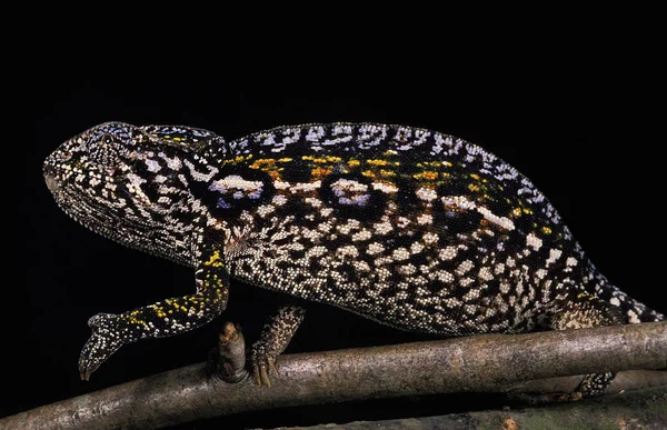 Madagascar Forest Chameleon Furcifer Campani Adult Стояти Гілці Проти Чорного — стокове фото