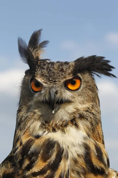 European Eagle Owl Asio Otus Portrait Adult — 스톡 사진