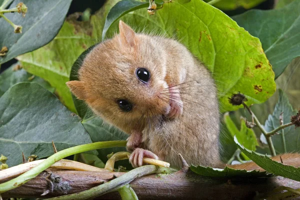 Frequentes Dormouse Muscardinus Avellanarius Grooming Normandia — Fotografia de Stock