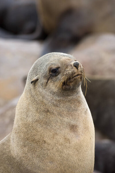 South African Fur Seal, arctocephalus pusillus, Portrait of Female, Cape Cross in Namibia  