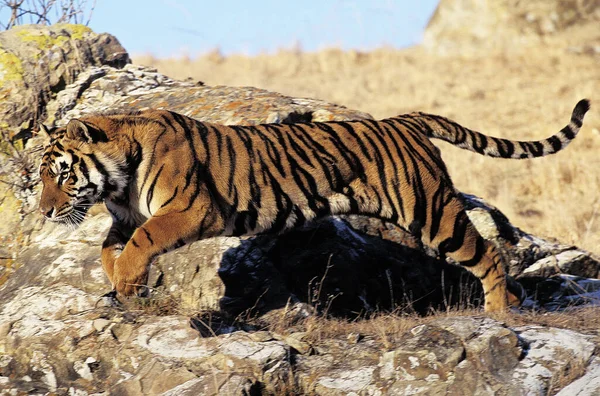 Bengal Tiger Panthera Tigris Tigris Adult Running — Stock Photo, Image