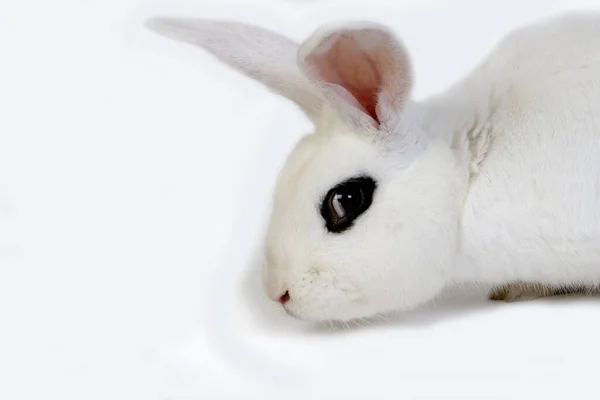 在白种人背景下的霍特家兔 来自诺曼底 — 图库照片
