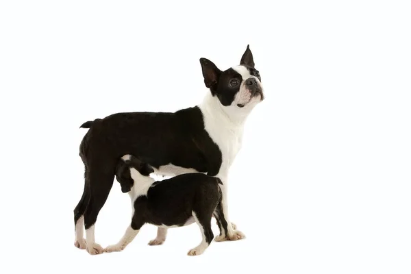 Boston Terrier Dog Mor Och Valp Diande Mot Vit Bakgrund — Stockfoto