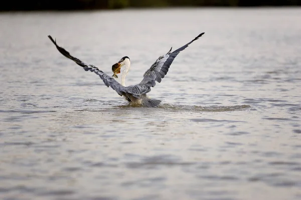 Garza Cuello Blanco Ardea Cocoi Pesca Adultos Río Los Lianos — Foto de Stock