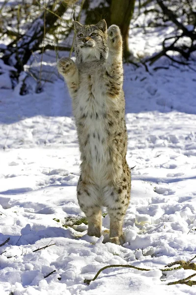 European Lynx Felis Lynx Snow — Stock fotografie