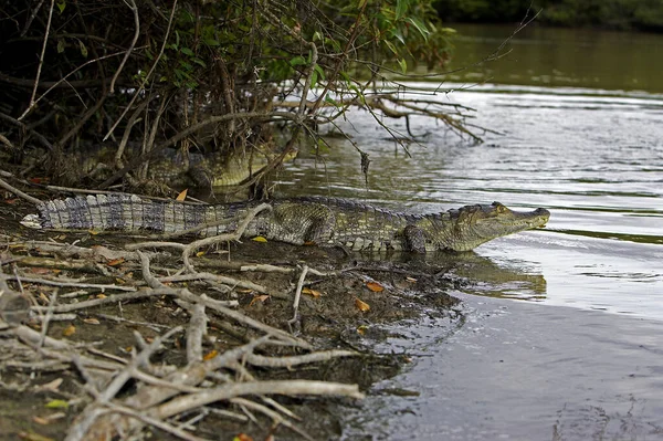 Spettacolare Caiman Coccodrillo Caimano Che Entra Nel Fiume Los Lianos — Foto Stock