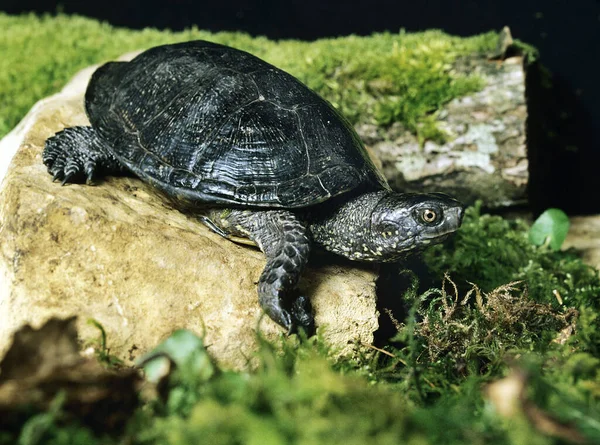 Europeiska Damm Sköldpadda Emys Orbicularis — Stockfoto