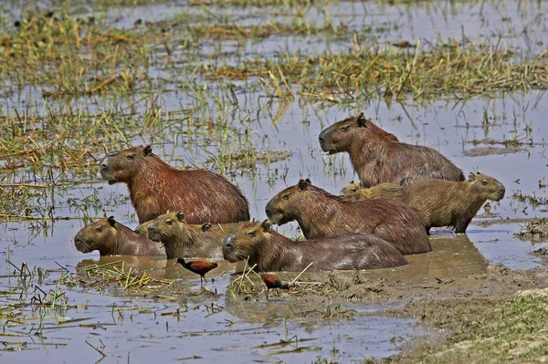 Jacana Wattled Capybara Hidrochoerus Hydrochaeris Swamp Los Lianos Venezuela — Foto de Stock