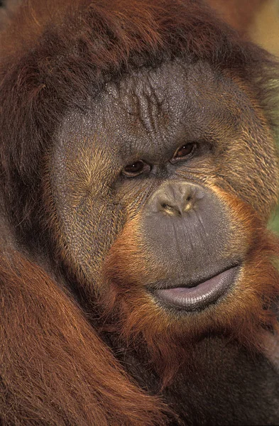 Orang Utan Pongo Pygmaeus Portret Mężczyzny Borneo — Zdjęcie stockowe