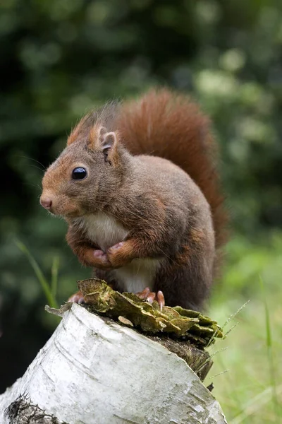 Red Squirrel Sciurus Vulgaris Ενηλίκων Νορμανδία — Φωτογραφία Αρχείου