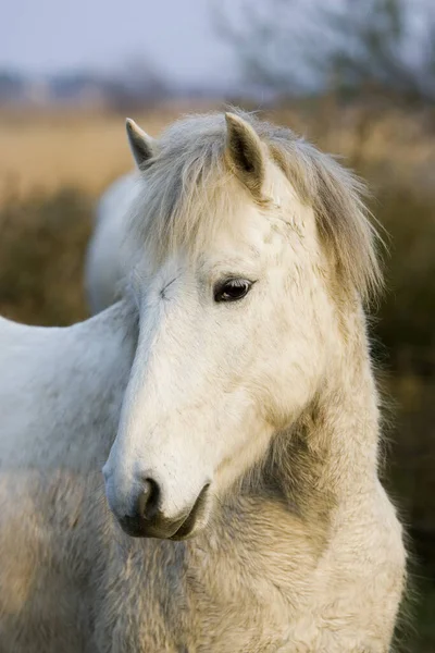 Camargue Paard Saintes Marie Mer Zuid Frankrijk — Stockfoto