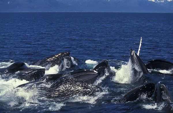 Humpack Whale Megaptera Novaeangliae Grupo Bubble Net Feeding Boca Abierta — Foto de Stock
