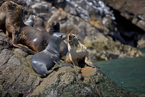 Südamerikanischer Seelöwe Oder Südlicher Seelöwe Otaria Byronia Gruppe Auf Felsen — Stockfoto