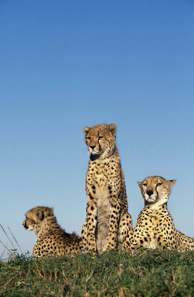 Gepard Acinonyx Jubatus Park Masai Mara Keni — Stock fotografie