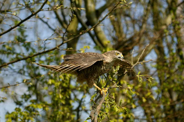 European Sparrowhawk Accipiter Nisus Vzlétající Normandie — Stock fotografie