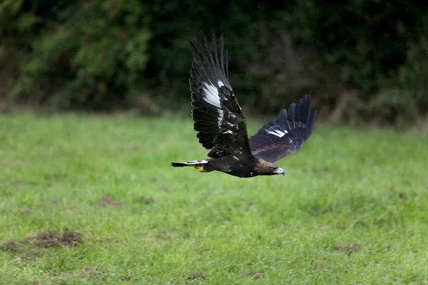 Golden Eagle Aquila Chrysaetos Flight — стокове фото