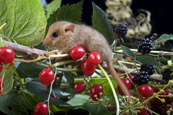 Common Dormouse Muscardinus Avellanarius Standing Branch Berries Normandy — Stock fotografie