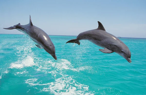 Bottlenose Dolphin Tursiops Truncatus Pair Leaping Honduras — Stock Photo, Image