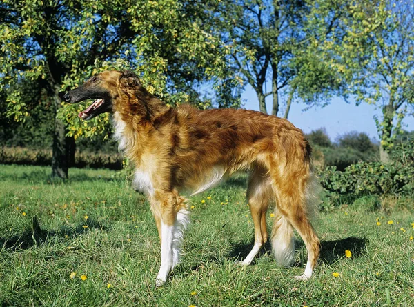 Borzoi Wolfhound Russo Cão Doméstico — Fotografia de Stock