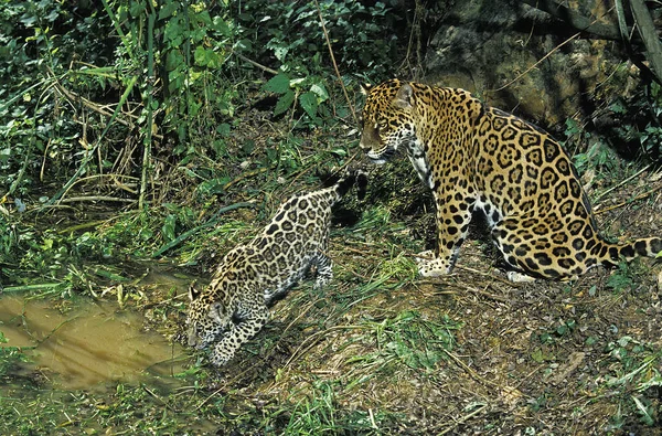 Jaguár Panthera Onca Anya Cub — Stock Fotó