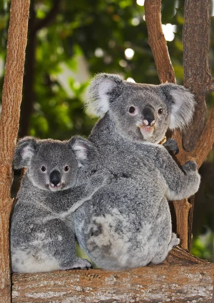 Koala Phascolarctos Cinereus Matka Młode Plecach — Zdjęcie stockowe