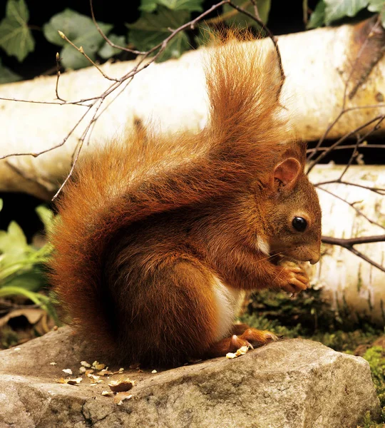 Красная Белка Sciurus Vulgaris Взрослый Поедающий Каштан — стоковое фото