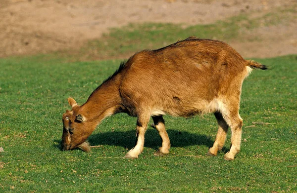 Domestic Goat Natural Background — Zdjęcie stockowe