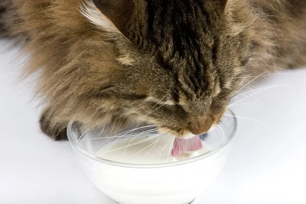 安哥拉家猫 在白色背景下的雄性饮用牛奶 — 图库照片