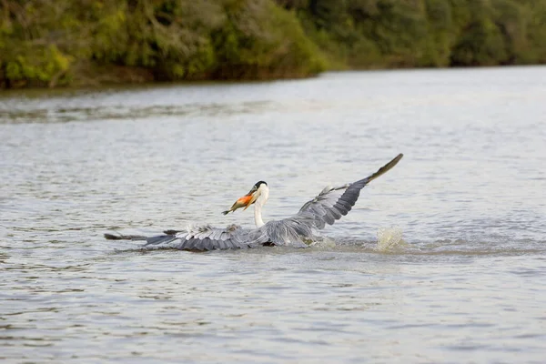 Garza Cuello Blanco Ardea Cocoi Pesca Adultos Río Los Lianos — Foto de Stock