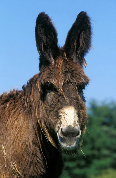 Poitou Domestic Donkey Vagy Baudet Poitou Egy Francia Fajta — Stock Fotó