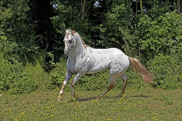 Appaloosa Horse Natürlicher Hintergrund — Stockfoto