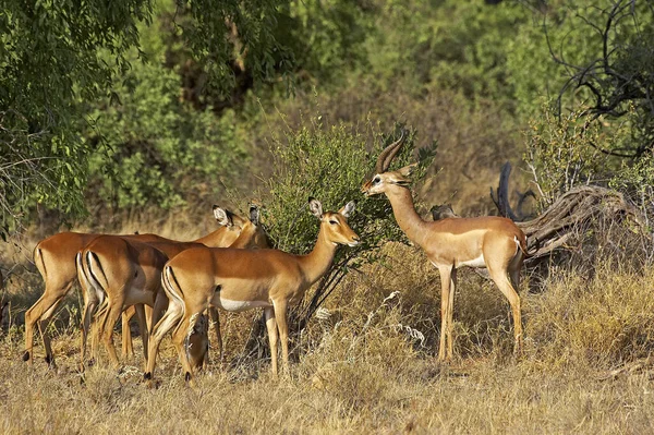 Impalas Aepyceros Melampus Gerenuk Waller Gazelle Litocranius Walleri Samburu Park — Zdjęcie stockowe