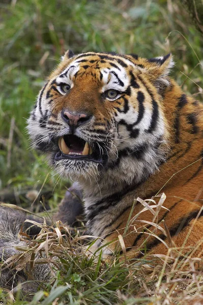 Sibiřský Tygr Pantera Tigris Altaica Kill Divoký Kanec — Stock fotografie