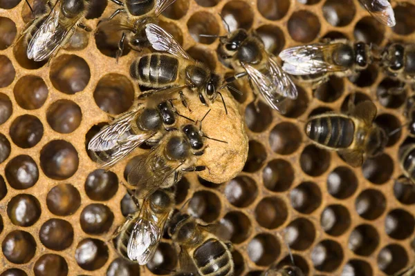 Honey Bee Apis Mellifera Worker Zoek Naar Larven Brood Comb — Stockfoto