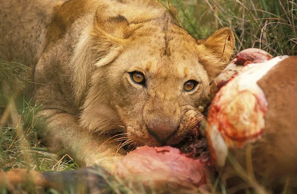 Leão Africano Panthera Leo Feminino Uma Matança Topi Masai Mara — Fotografia de Stock