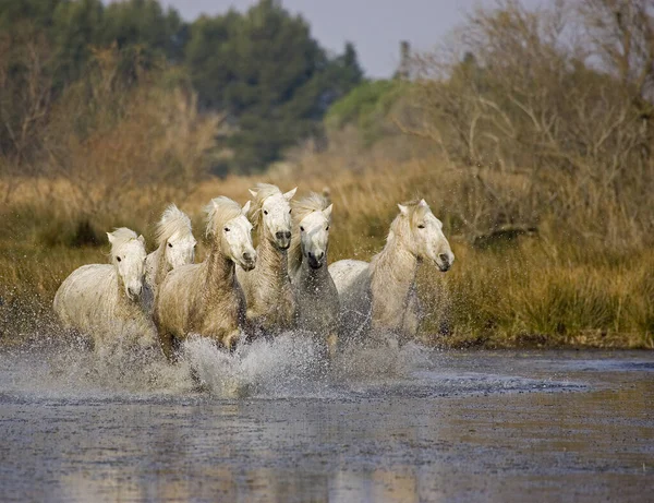 Horse Herd Galloping Swamp Saintes Maries Mer Південному Сході Франції — стокове фото