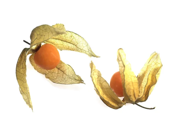 Chinese Lantern Fruits Physalis Alkekenge White Background — Stock Photo, Image