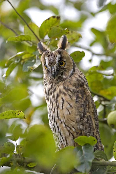 Chouette Longues Oreilles Asio Otus Adulte Debout Dans Pommier Normandie — Photo