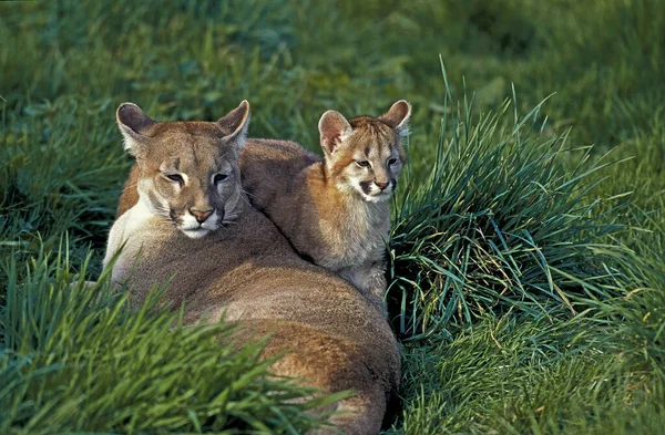 Cougar, puma concolor, Yetişkin Kayaların Üzerinde Duruyor  