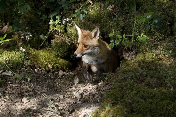 Renard Roux Vulpes Vulpes Adulte Debout Entrée Tanière Normandie — Photo