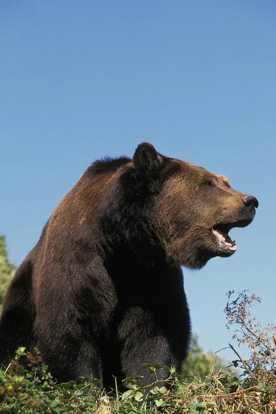 Niedźwiedź Brunatny Ursus Arctos Dorosły Otwartymi Ustami — Zdjęcie stockowe