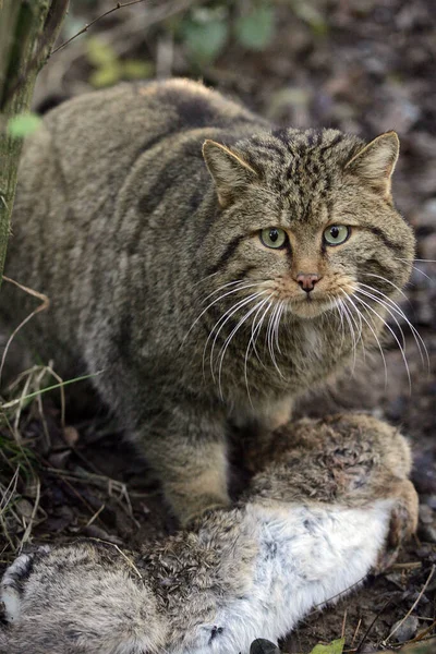 European Wildcat Felis Silvestris Ένα Kill Ένα Κουνέλι — Φωτογραφία Αρχείου