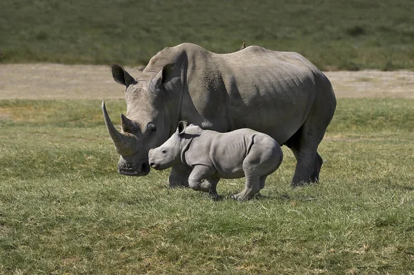 White Rhinoceros Ceratotherium Simum Nakuru Park — стокове фото