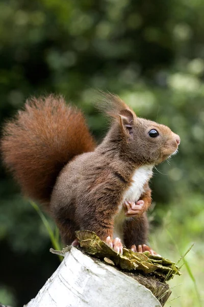 Esquilo Vermelho Sciurus Vulgaris Adulto Normandia — Fotografia de Stock