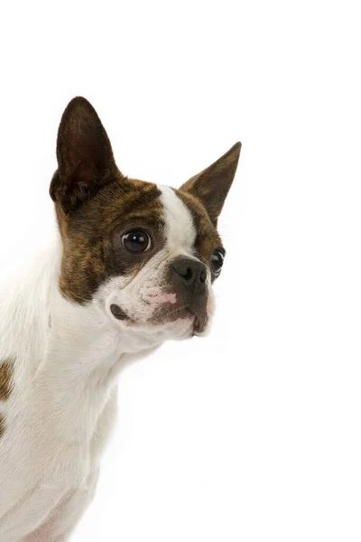 Boston Terrier Portret Van Hond Tegen Witte Achtergrond — Stockfoto