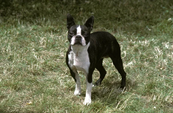 Boston Terrier Fűre Álló Kutya — Stock Fotó