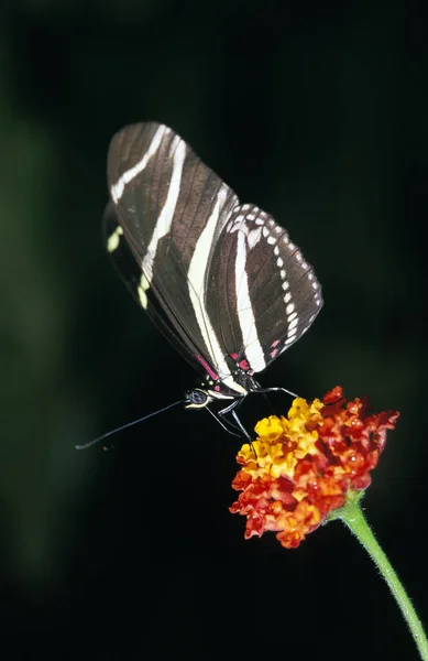 Zebra Longwing Butterfly Heliconius Charitonius Gathering Nectar Flower — стокове фото