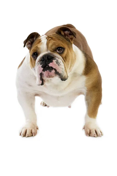 English Bulldog Vrouw Staande Tegen Witte Achtergrond — Stockfoto