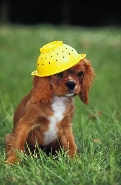 Cavaleiro Rei Charles Spaniel Sentado Grama Brincando Com Colander — Fotografia de Stock